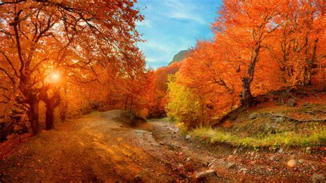 Path Between Orange Yellow Autumn Leafed Trees In Sunrays Background