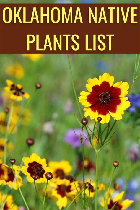 Oklahoma Native Plants List 14 Stunning Garden Flowers