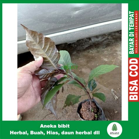 Jual Bibit Tanaman Daun Ungu Bibit Handeleum Bibit Handeuleum Pohon