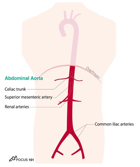 Diagram Of Abdominal Aorta