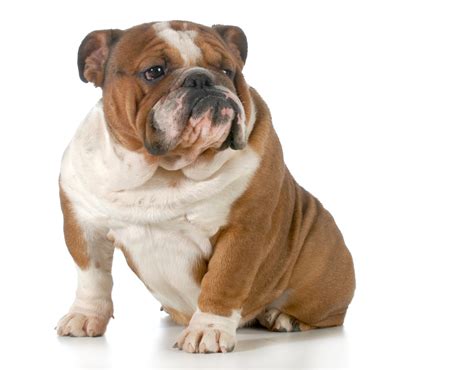 Little Hope For Breeding Healthier English Bulldogs Study Shows Live