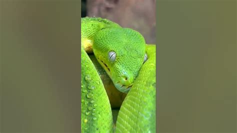 Australian Green Tree Snake 🐍🅾🆉 🅱🅸🆁🅳🆂 Youtube