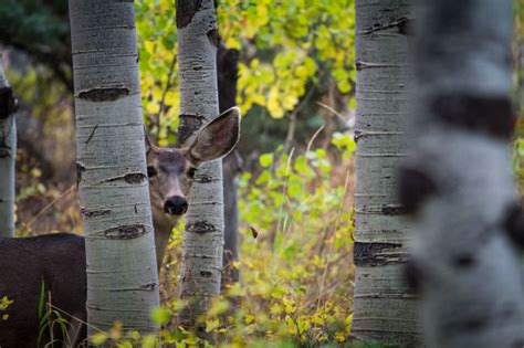 Can You See Me Utah Wildlife Photography Clint Losee