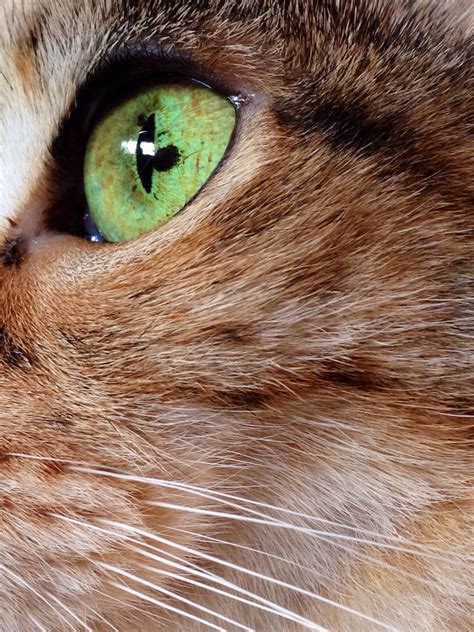 Black cat with big eyes. My cat has a black spot on her otherwise green eye ...