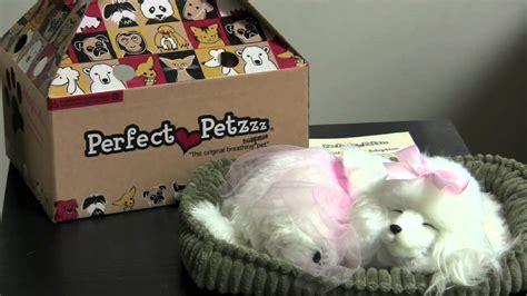 12, 2020 at 2:55 pm cdt. Perfect Petzzz : Poodle : Pet of the Week - YouTube