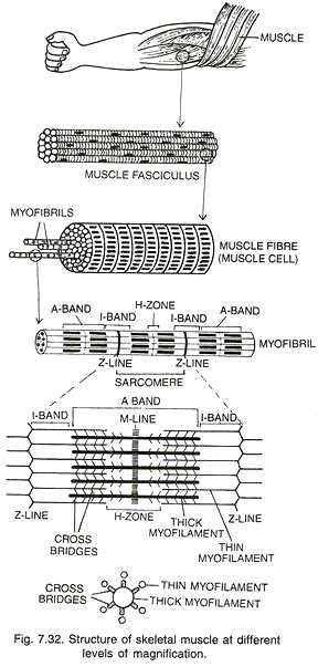 Autophagy plays a protective role in free cholesterol overload induced death of smooth muscle cells journal of lipid research. Muscle Tissue of Animals: Origin and Functions (With Diagram)
