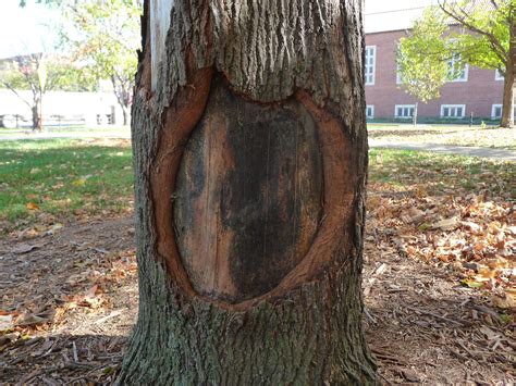 Tree Wounds And Healing