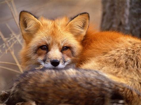 44 Fox Wallpaper Animal On Wallpapersafari