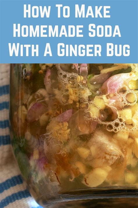How To Make Homemade Soda With A Ginger Bug Homemade Soda Ginger Bug