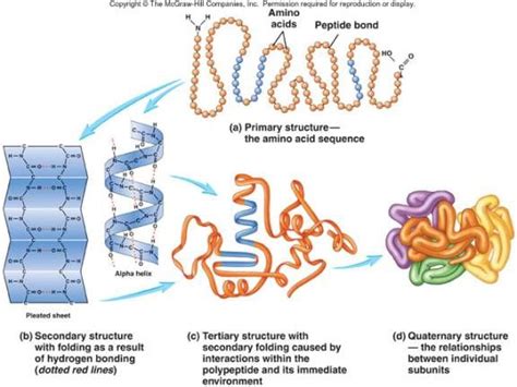 Fajarv Primary Vs Secondary Vs Tertiary Vs Quaternary Protein Structure