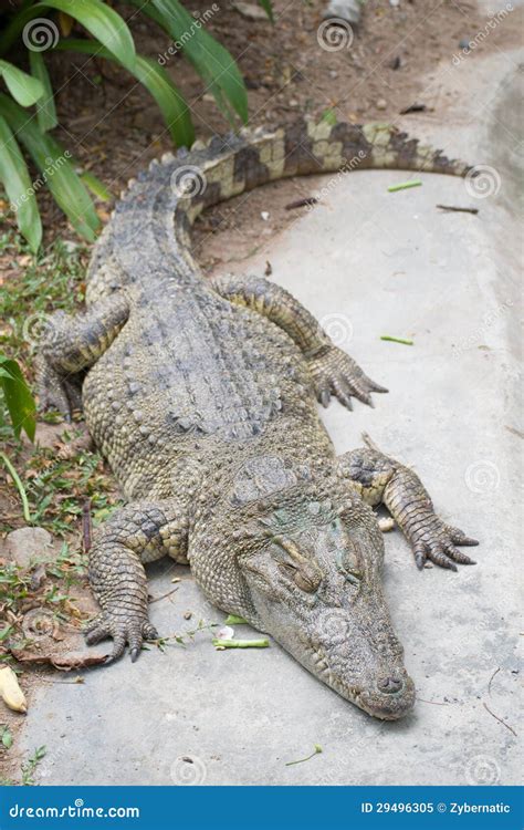 Siamese Crocodile Crocodylus Siamensis Royalty Free Stock Photo
