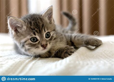 Cute Tabby Kitten Lies On White Plaid At Home Newborn