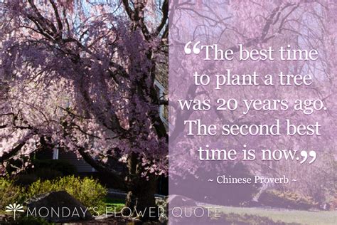 Plant A Tree For Arbor Day Floating Petals Flower Quote