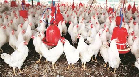 Pune Indian Poultry Industry Seeks Gm Feed Import Pune News