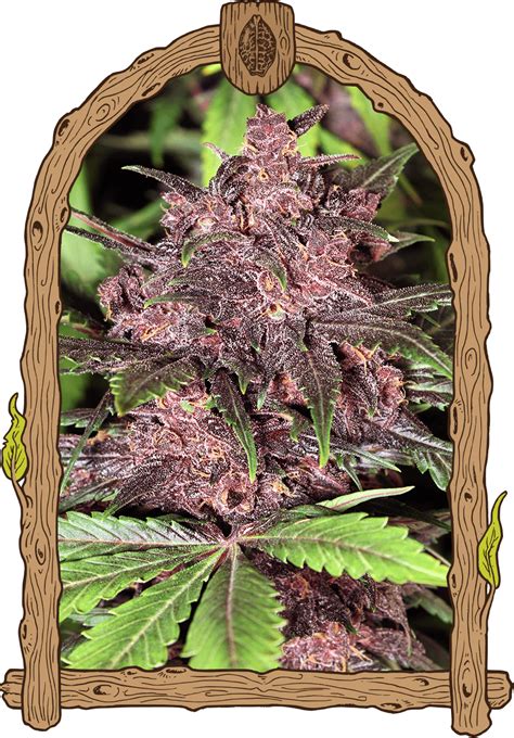 Black Haze Strain Exotic Seed