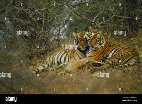Tigers Mating High Resolution Stock Photography And Images Alamy