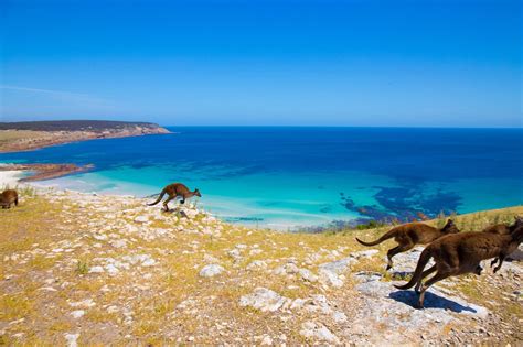 Kangaroo Island Kangaroo Island Australia Travel Australia