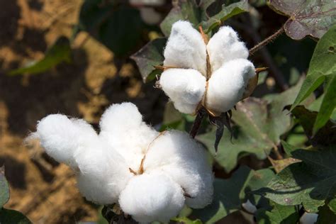 Smallest Us Cotton Crop In 13 Years Due To Drought