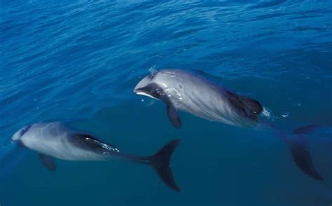 New Zealand Dolphin Whale And Dolphin Conservation Australia
