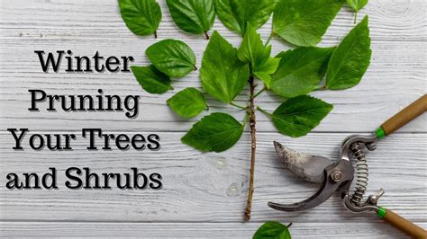 Winter Pruning Your Trees And Shrubs Patuxent Nursery