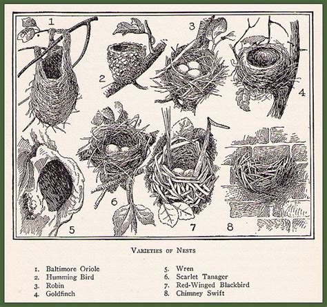 Bird Nest Illustration From The Home Educator Domki Dla Ptaków