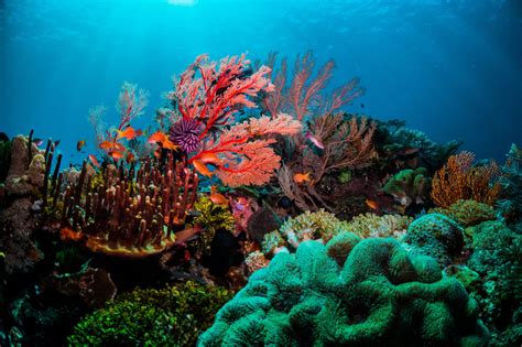 Dive Into South Africas Top 5 Reefs Discover Africa Safaris