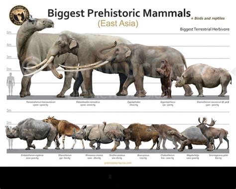 Biggest Prehistoric Mammals Of East Asia Herbivore Poster