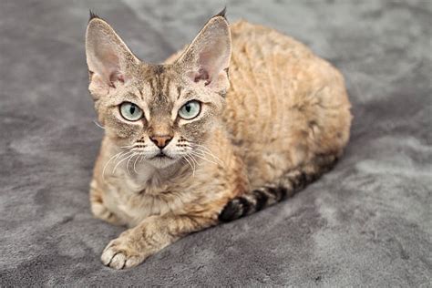 The Devon Rex Pet Guide