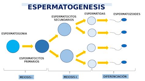 Esquema De La Espermatogénesis ¡fotos And Guía 2024