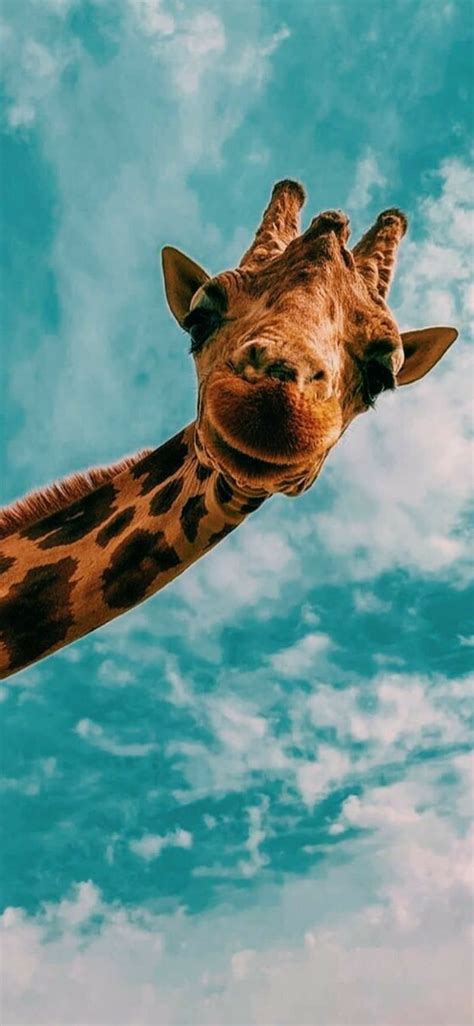 Cute Giraffe Wallpaper For Desktop