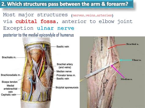 Ppt Anterior Aspect Of The Forearm And Cubital Fossa Powerpoint