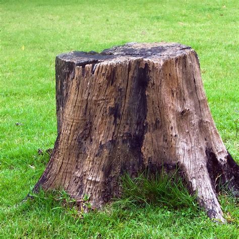 What Can I Do With A Tree Stump Bing Stump Removal Tree Stump