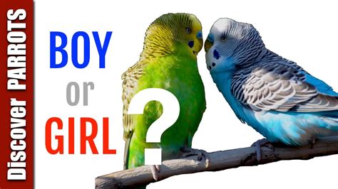 What Sex Is My Parrot Discover Parrots Youtube