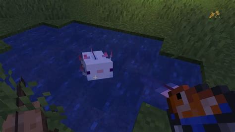Minecraft Axolotl How To Breed Tame And Find My Otaku World