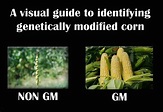 A visual guide to identifying genetically modified corn. Source: Ryan ...