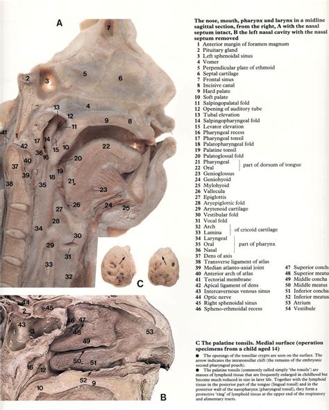 Pin På Part 1 Of 6 Headneck And Brain Atlas Of Human Anatomy Rmh