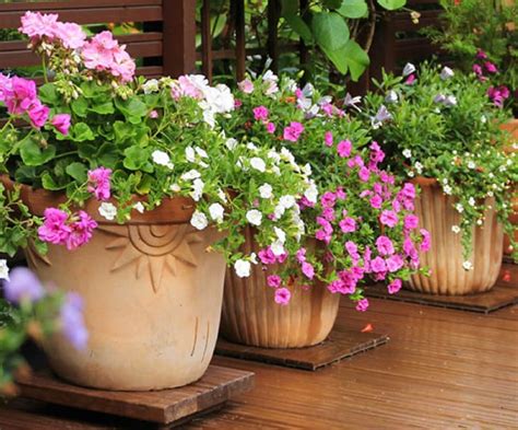 Le 5 piante perfette per i terrazzi e giardini assolati. 5 piante resistenti al sole e al caldo: ecco quali sono
