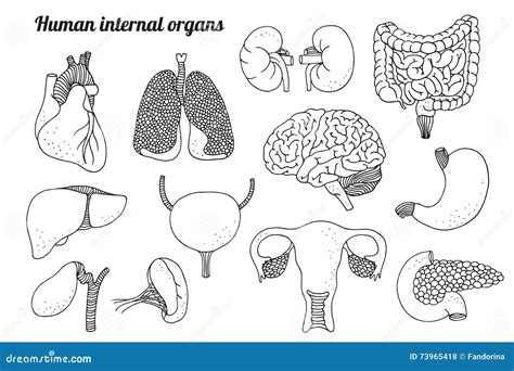 Órganos Internos Humanos Fijados Ilustración Del Vector Ilustración