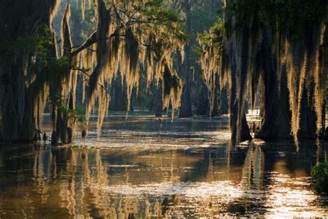 15 Mejores Recorridos Por El Pantano De Luisiana Bookineo