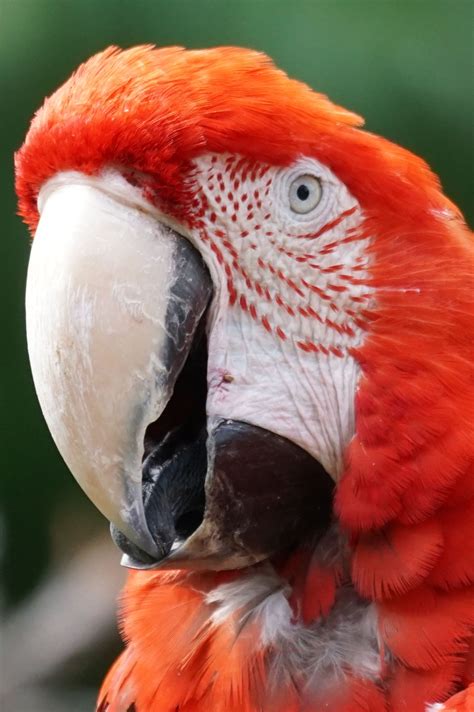 Free Images Bird Wing Red Beak Colorful Fauna Lorikeet Macaw