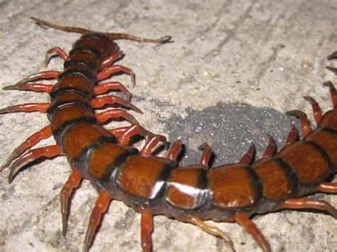 centipedes treating bites and getting rid of them sista