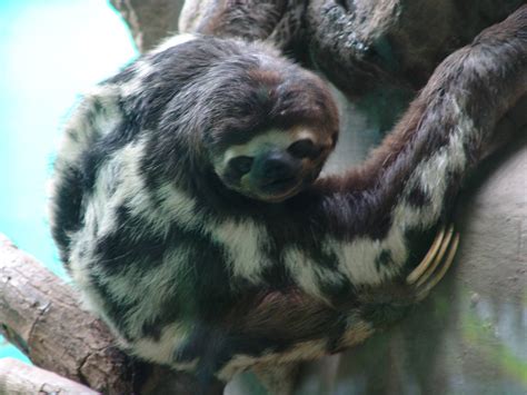 Brown Throated Three Toed Sloth Bradypus Variegatus Zoochat