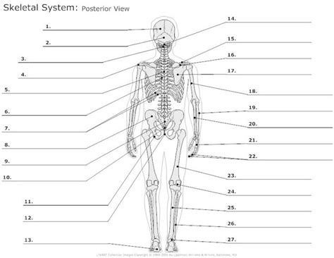 Skeletal System Full Posterior View Skeletal System Worksheet