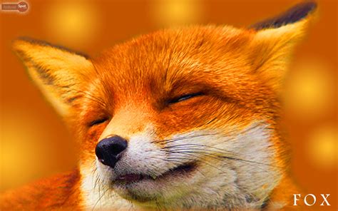 How Many Bushy Fox Tails Will It Take To Stay Warm In Winter Fur