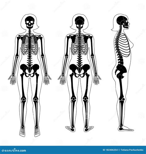 Woman Skeleton Anatomy Vector Illustration 179249226