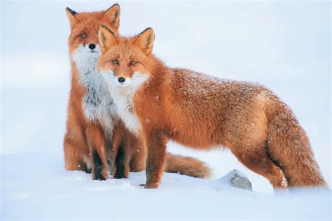 Red Foxes In The Snow