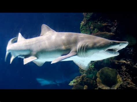 Facts The Sand Tiger Shark Youtube