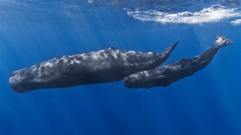 Seekor paus jenis sperma ditemukan mati mengambang di perairan serangan, denpasar, bali, kondisinya mengenaskan karena tubuhnya penuh luka. 10 Makhluk Terpanjang yang Hidup di Lautan, Apa Saja ...