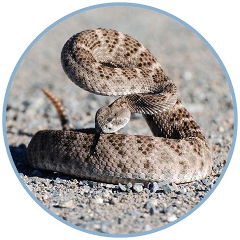 Venomous Snakebites 101 Pre Hospital Care Treatment