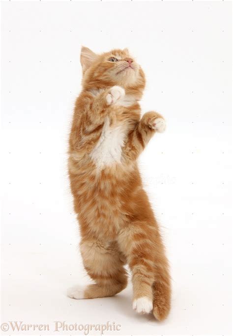 Ginger Kitten Standing Up Photo Wp25787
